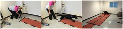Quantifying canine interactions with smart toys assesses suitability for service dog work